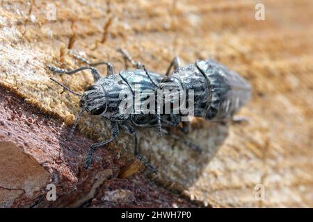 Flachkopfkiefer, ein häufiger europäischer Edelkäfer (Chalcophora mariana). Ein großer und metallischer Käfer, der in europäischen Tieflandwäldern vorkommt. Stockfoto