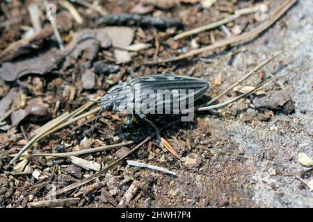 Flachkopfkiefer, ein häufiger europäischer Edelkäfer (Chalcophora mariana). Ein großer und metallischer Käfer, der in europäischen Tieflandwäldern vorkommt. Stockfoto