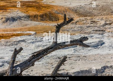 Bäume, die durch vulkanische Aktivitäten in Mammoth Hot Springs im Yellowstone National Park, Wyoming, USA, getötet wurden Stockfoto