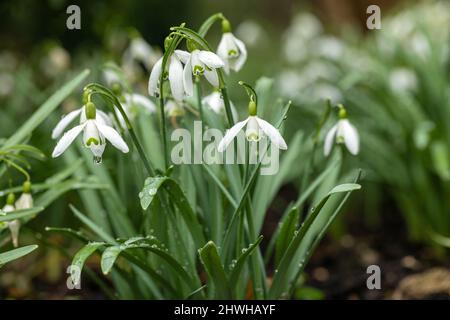 Nahaufnahme von Schneeglöckchen (Galanthus nivalis) mit Regentropfen, die in einem Frühlingsgarten in Wiltshire, England, blühen Stockfoto