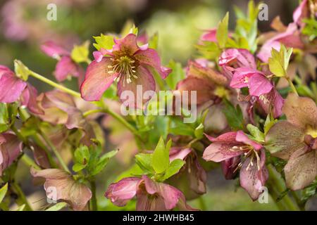 Nahaufnahme einer rosaroten Hellebore / Helleborus orientalis / Fastenrose, die in einer Frühlingsgartengrenze blüht, England, Großbritannien Stockfoto