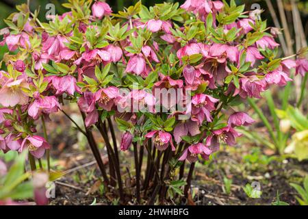 Nahaufnahme einer rosaroten Hellebore / Helleborus orientalis / Fastenrose, die in einer Frühlingsgartengrenze blüht, England, Großbritannien Stockfoto