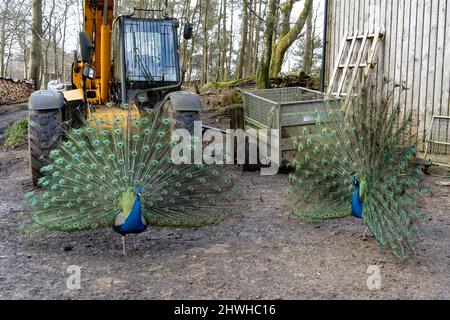 Peacock, oder männlicher Pfau, Pavo cristatus, mit ausgebreiteten Schwanzfedern in der Balzvorstellung auf einer Farm in Northumberland, Großbritannien. Stockfoto