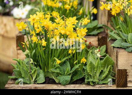 Nahaufnahme von Narcissus cyclamineus 'Tete-a-Tete', die im Frühjahr in einer Holzkiste blüht Stockfoto