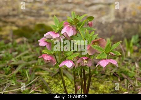 Nahaufnahme einer rosaroten Hellebore / Helleborus orientalis / Fastenrose, die in einer Frühlingsgartengrenze blüht, England, Großbritannien Stockfoto