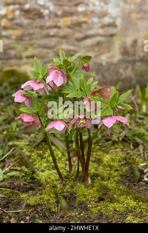 Nahaufnahme einer rosaroten Hellebore / Helleborus orientalis / Fastenrose, die in einer Frühlingsgartengrenze blüht, England, Großbritannien Stockfoto