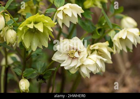 Nahaufnahme eines wunderschönen Creme-Doppelhellebures / Helleborus / Fastenrose blühend in einem Frühlingsgarten im März, Wiltshire, England, Großbritannien Stockfoto