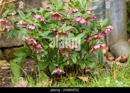 Nahaufnahme eines rosafarbenen Helleborus orientalis / Fastenrose blüht in einer Frühlingsgartengrenze im März, England, Großbritannien Stockfoto