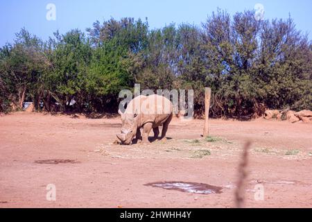 13. Feb 2022, Rabat, Marokko: Südliche weiße Nashorn im Zoo-Park Stockfoto