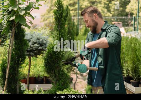 Mann trimmen dekorative Bäume zum Verkauf im Gartengeschäft Stockfoto