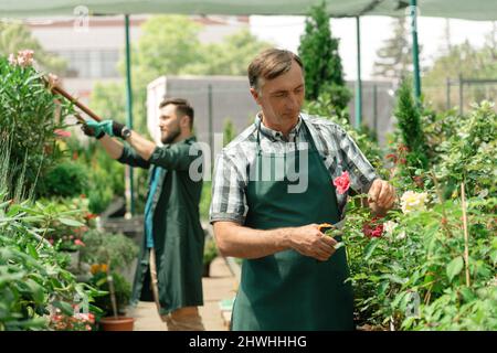 Mann Gärtner kümmert sich um Rosen im Gartencenter Stockfoto