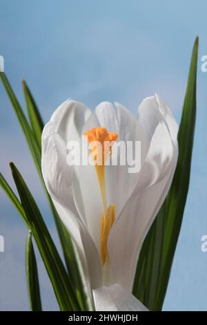 White Crocus Jeanne D'Arc Stockfoto