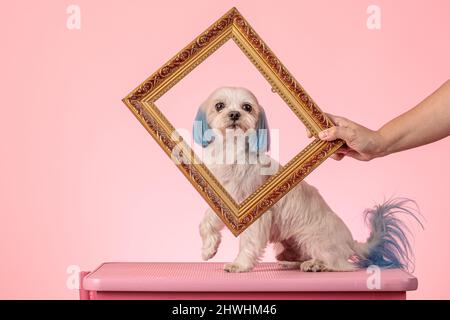 Ein maltesischer Hund mit bemalten Ohren und Schwanz in Blau schaut durch einen Fotorahmen Stockfoto
