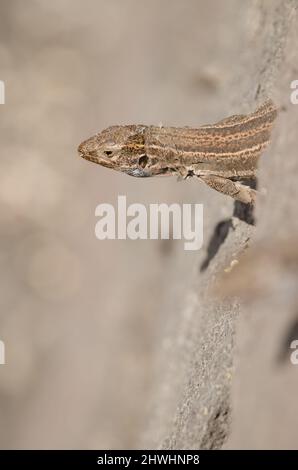 Die Eidechse Gallotia galloti palmae von La Palma, die aus ihrer Höhle spätet. Weiblich. Mazo. La Palma. Kanarische Inseln. Spanien. Stockfoto