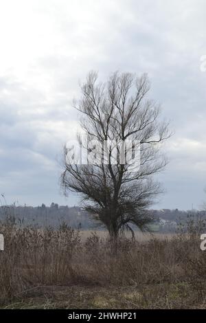 Ein Wald, der mit Wasser aus einem überfluteten Fluss bedeckt ist. Stockfoto