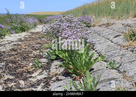 Lila blühende Lavendelpflanzen zwischen den Steinen der Ufermauer des westerschelde-Meeres an der niederländischen Küste in zeeland im Sommer Stockfoto