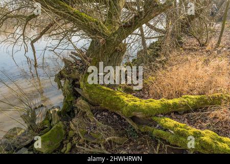 Alter Weidenbaum Stamm überwuchert mit Moos Stockfoto