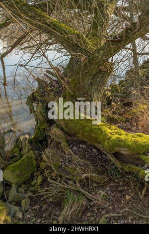 Alter Weidenbaum Stamm überwuchert mit Moos Stockfoto