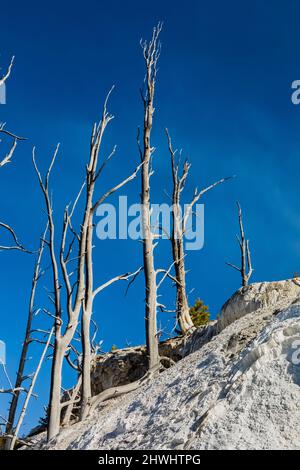 New Highland Terrace mit Bäumen, die von den heißen Quellen von Mammoth Hot Springs, Yellowstone National Park, Wyoming, USA, getötet wurden Stockfoto