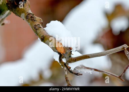 Frisch beschnitzte Äpfel verzweigen sich im Winter unter dem Schnee. Stockfoto