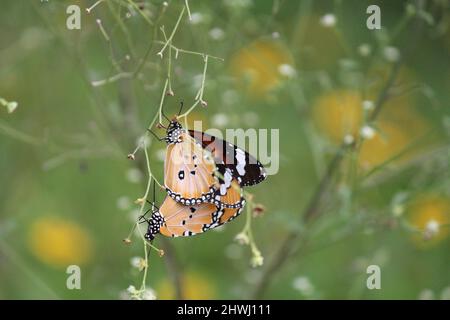 Ein paarweise paarweise paarweise paarweise orangefarbene Schmetterlinge auf Dornen Stockfoto