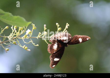 Ein schwarzer Schmetterling thronte auf einigen Blumen Stockfoto