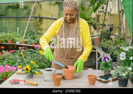 Afroamerikanische Frau, die im Treibhaus arbeitet Stockfoto