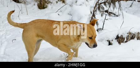 Wunderschöner amstaff Mischhund im Winterwald. Aktiver Lebensstil, Wandern und Trekking mit Haustieren in der kalten Jahreszeit, Hunde auf langen Spaziergängen mitnehmen Stockfoto