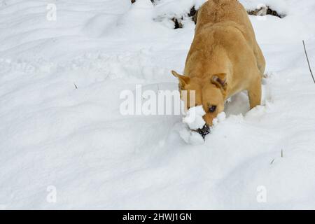 Wunderschöner amstaff Mischhund im Winterwald. Aktiver Lebensstil, Wandern und Trekking mit Haustieren in der kalten Jahreszeit, Hunde auf langen Spaziergängen mitnehmen Stockfoto