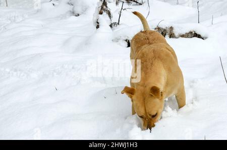 Wunderschöner amstaff Mischhund im Winterwald. Aktiver Lebensstil, Wandern und Trekking mit Haustieren in der kalten Jahreszeit, Hunde auf langen Spaziergängen mitnehmen Stockfoto