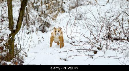 Wunderschöne Hündin amstaff im Winterwald. Aktiver Lebensstil, Wandern und Trekking mit Haustieren in der kalten Jahreszeit, Hunde auf langen Spaziergängen mitnehmen. Stockfoto