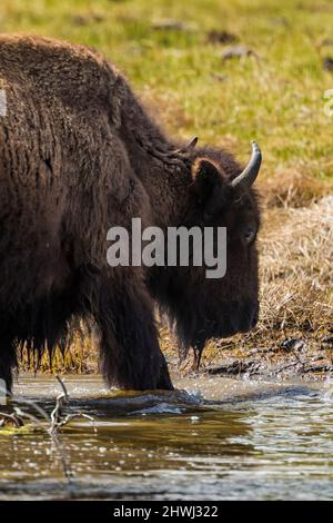 Buffalo, Bison Bison, ein legendäres Tier, das den Madison River im Yellowstone National Park, Wyoming, USA, überquert Stockfoto