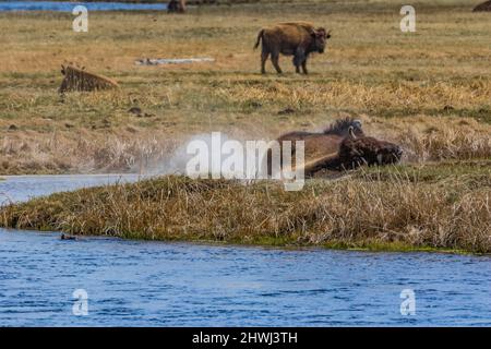 Buffalo, Bison Bison, Staubbaden in einem Wachen am Madison River im Yellowstone National Park, Wyoming, USA Stockfoto