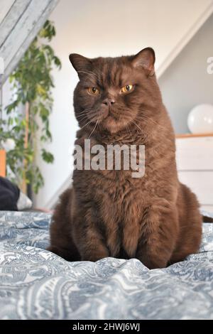 Ein brauner britischer Kurzhaarmännchen Stockfoto