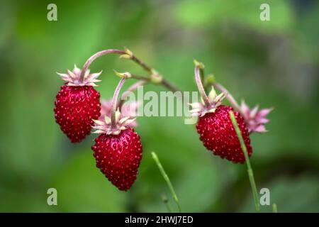 Frische Erdbeeren im Garten Stockfoto