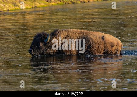 Buffalo, Bison Bison, überqueren den Madison River im Mai im Yellowstone National Park, Wyoming, USA Stockfoto