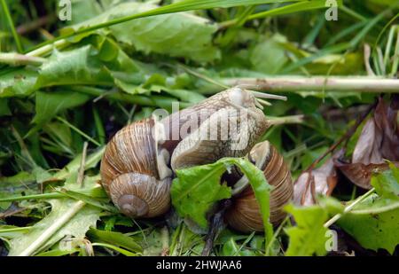 Zwei Schnecken sitzt Togather auf dem Rasen im Garten Stockfoto