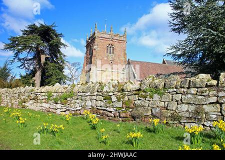 Narzissen in der Cound Parish Church, Shropshire Stockfoto