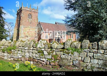 Narzissen in der Cound Parish Church, Shropshire Stockfoto