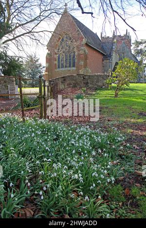 Schneeglöckchen an der Cound Parish Church, Shropshire Stockfoto