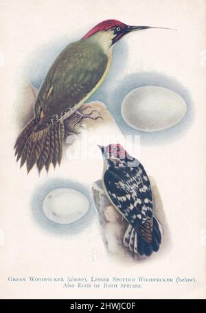 Vintage Illustration aus dem Buch 'British Nesting Birds' von W. Percival Westell - Grünspecht, Kleinspecht und ihre Eier. Stockfoto