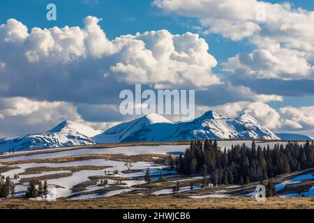 Schneebedeckte Berge, die sich über den hohen, hügeligen Wiesen des Yellowstone National Park, Wyoming, USA, erheben Stockfoto