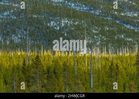 Regeneration von Lodgepole Pines, Pinus contorta, nach den vorübergehend verheerenden Waldbränden im Yellowstone-Nationalpark im Jahr 1988, Wyoming, USA Stockfoto