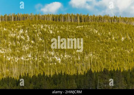 Regeneration von Lodgepole Pines, Pinus contorta, nach den vorübergehend verheerenden Waldbränden im Yellowstone-Nationalpark im Jahr 1988, Wyoming, USA Stockfoto