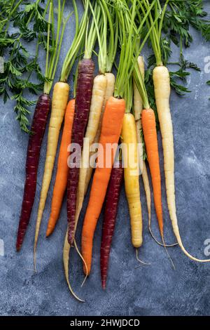 Draufsicht auf ein Buschel roher Regenbogenkarotten vor dunklem Hintergrund. Stockfoto