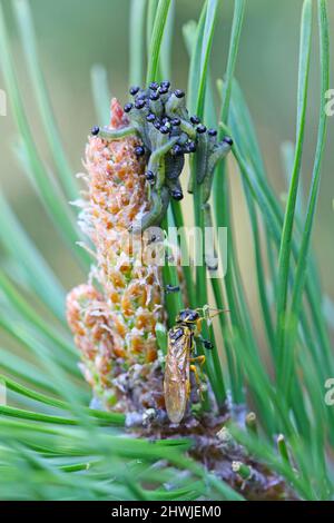 Spinnbandsäge - Acantholyda posticalis und Diprion pini Larven die gewöhnliche Kiefernsäge - Raupen, die Nadeln fressen und ein erwachsenes Insekt. Stockfoto