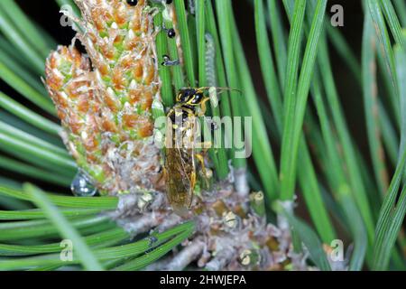 Spinnbandsäge - Acantholyda posticalis und Diprion pini Larven die gewöhnliche Kiefernsäge - Raupen, die Nadeln fressen und ein erwachsenes Insekt. Stockfoto