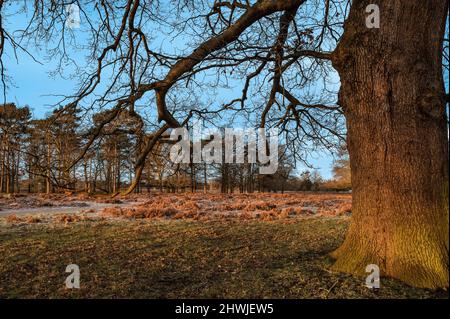 Großer Baum, geküsst von der niedrigen Morgensonne Stockfoto