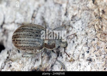 Der Marrammkäfer (Philopedon plagiatum) ist eine Art von Breitnasenkäfer aus der Käfer-Familie Curculionidae. Stockfoto