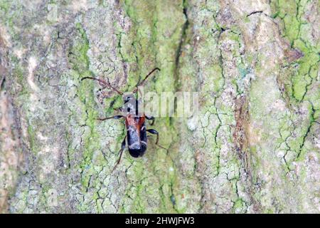 Poecilium (Phymatodes) alni, Langhornkäfer, auf Rinde Stockfoto